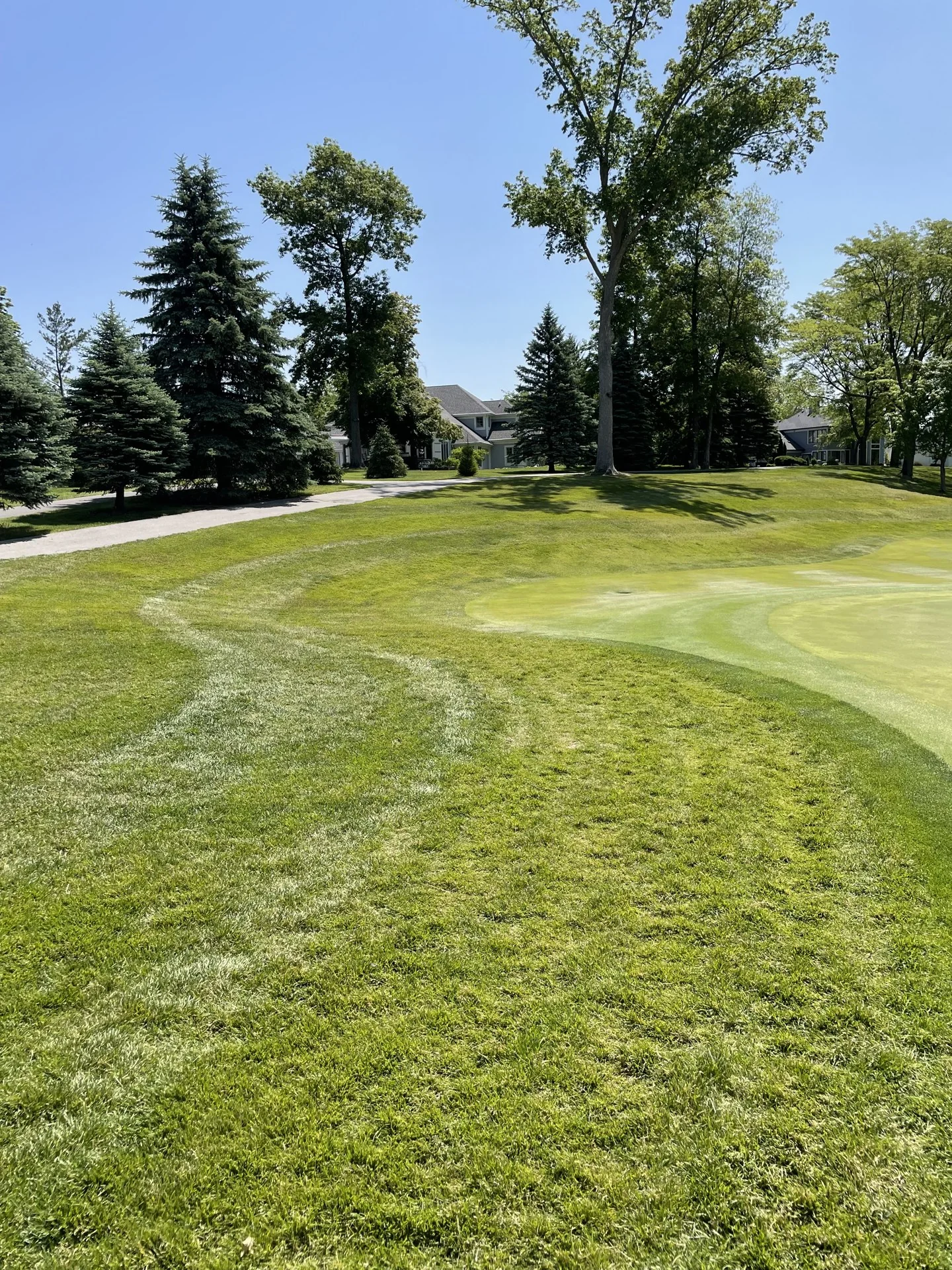 Golf course playing surface bordered by mature trees