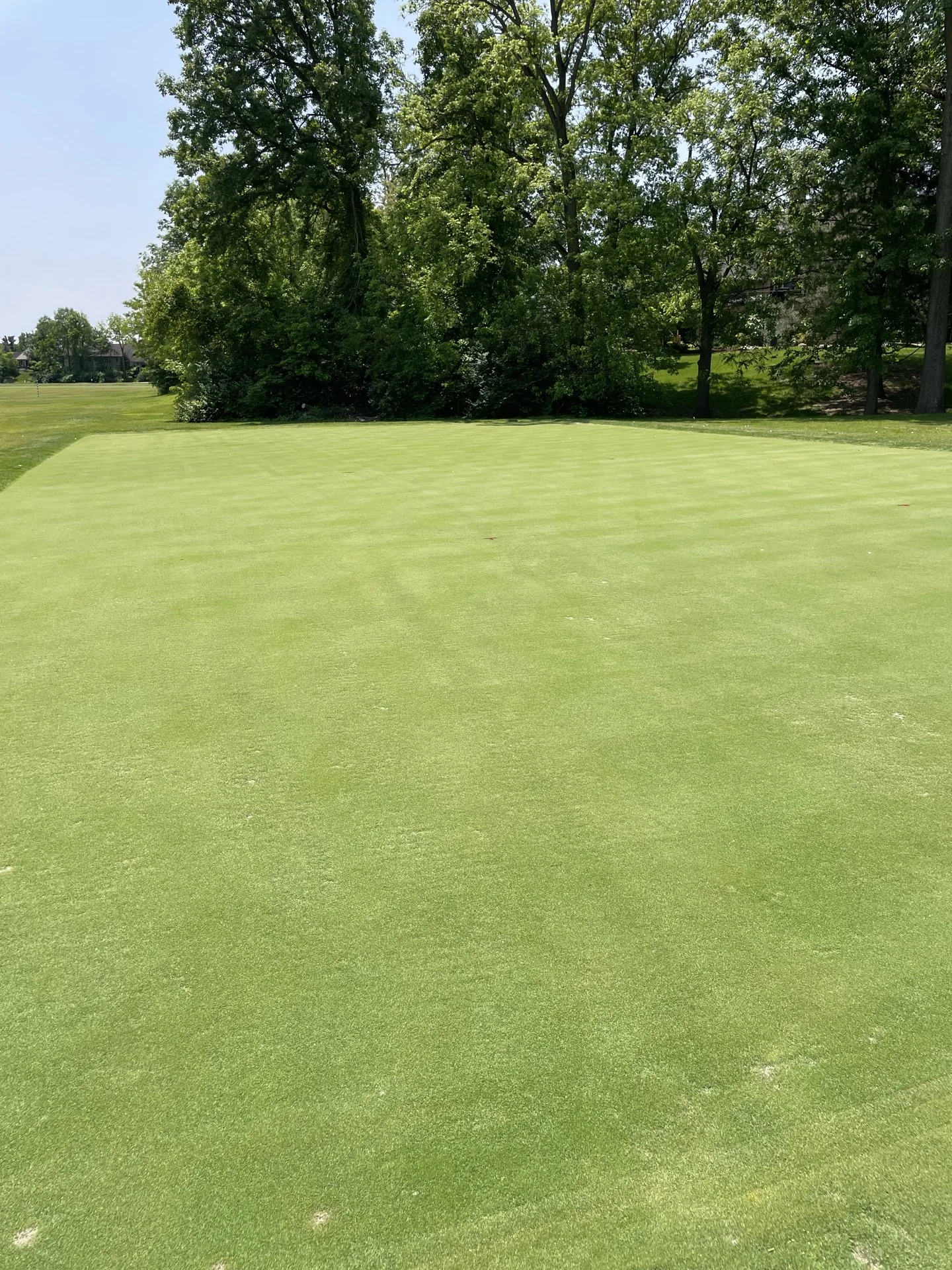 Close view of maintained putting turf